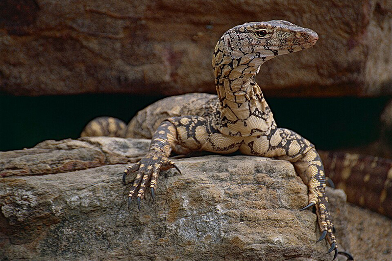 Australian wildlife – a Perentie lizard