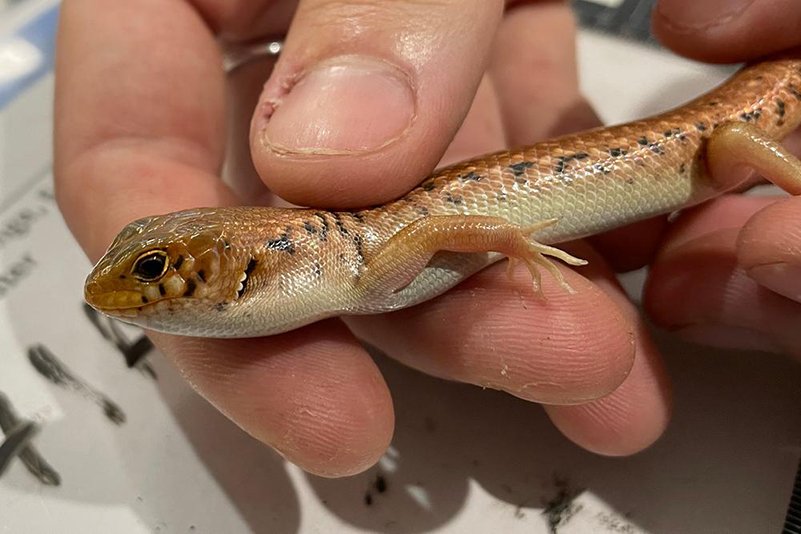 Picture of small reptile that trafficker tried to smuggle out of Australia