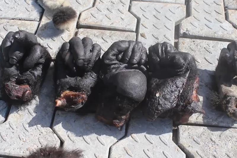 Severed gorilla hands from Cameroon, indicating willdlife crime