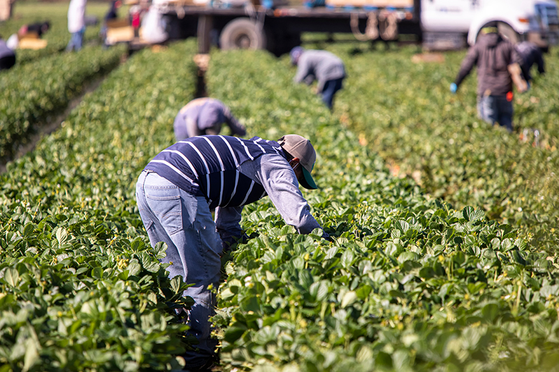 Male farm worker picking strawberries in a field, modern slavery