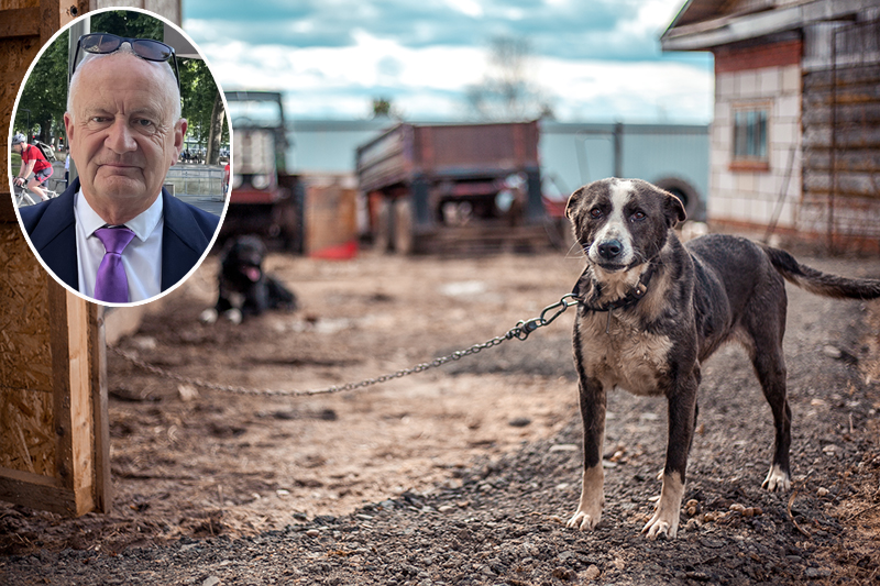 Sad rescued stray dog on a metal chain at the animal shelter, with Mark Randell inset