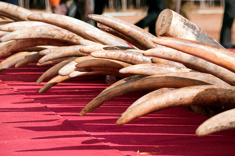 Tackling wildlife trafficking: Black market in cheetahs and elephant ivory bounces back from COVID-19 disruption